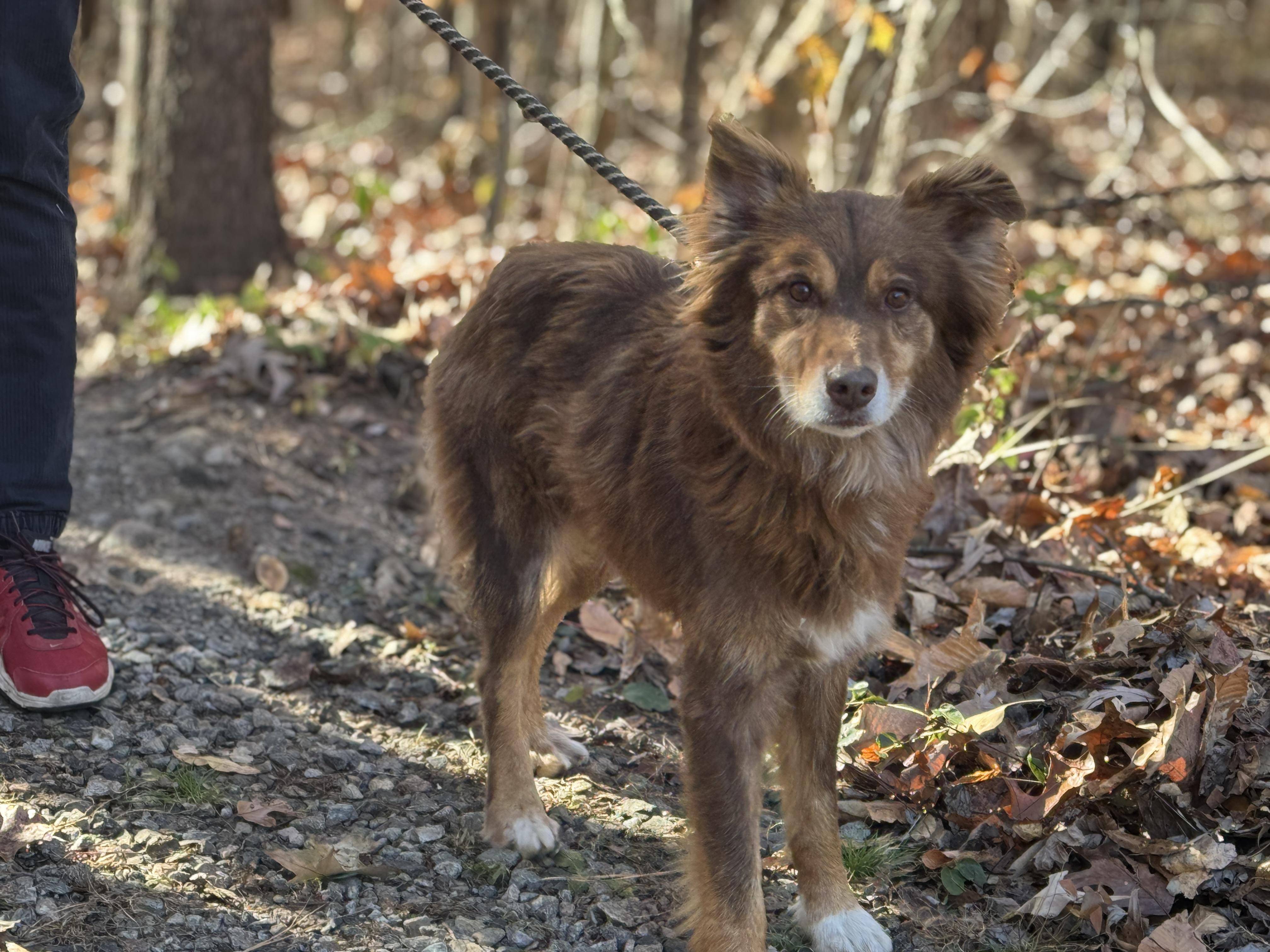 Spalding, a Adoptable Australian Shepherd in Richmond, VA image 4/6