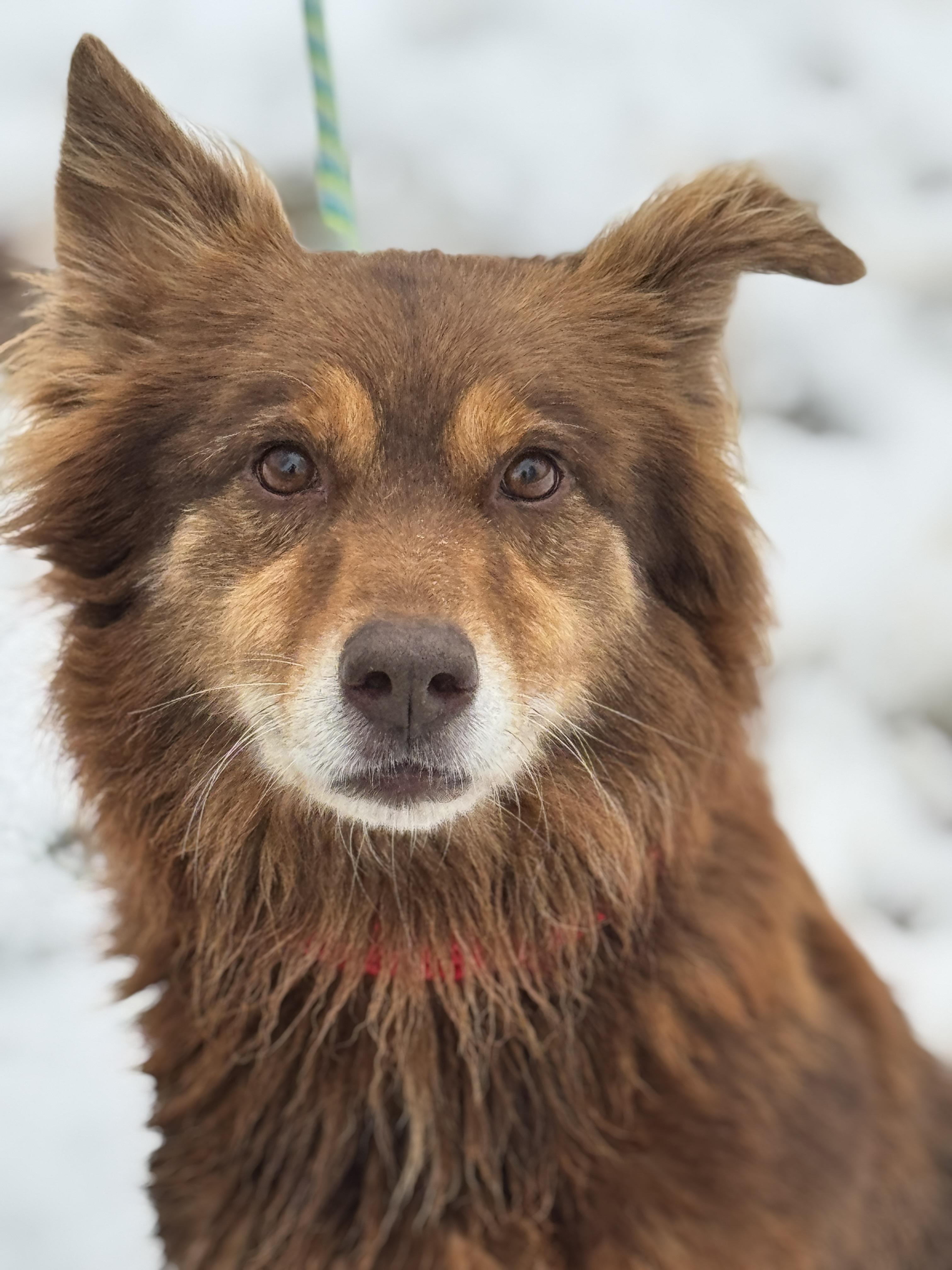 Spalding, a Adoptable Australian Shepherd in Richmond, VA image 2/6
