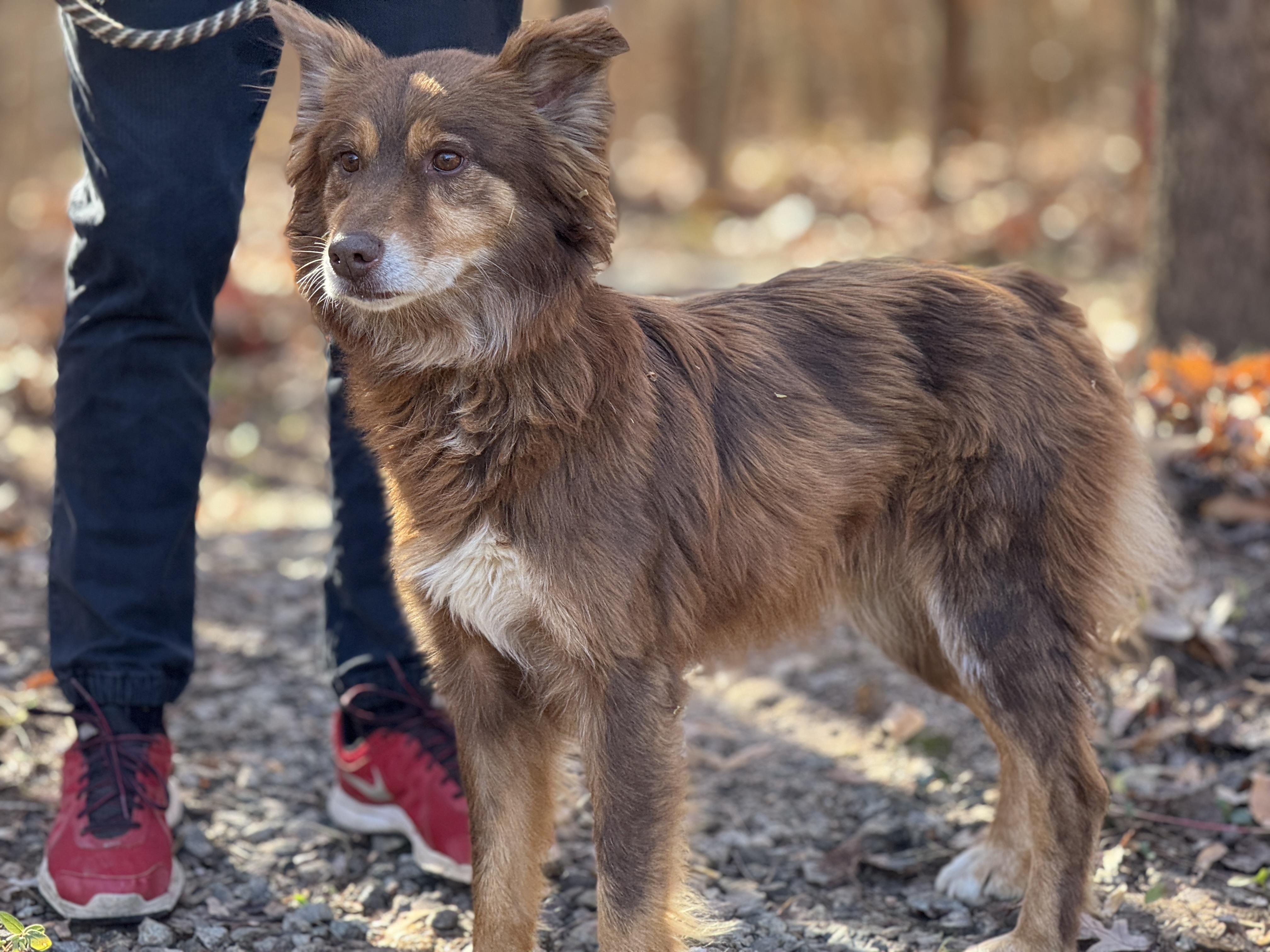 Spalding, a Adoptable Australian Shepherd in Richmond, VA image 5/6