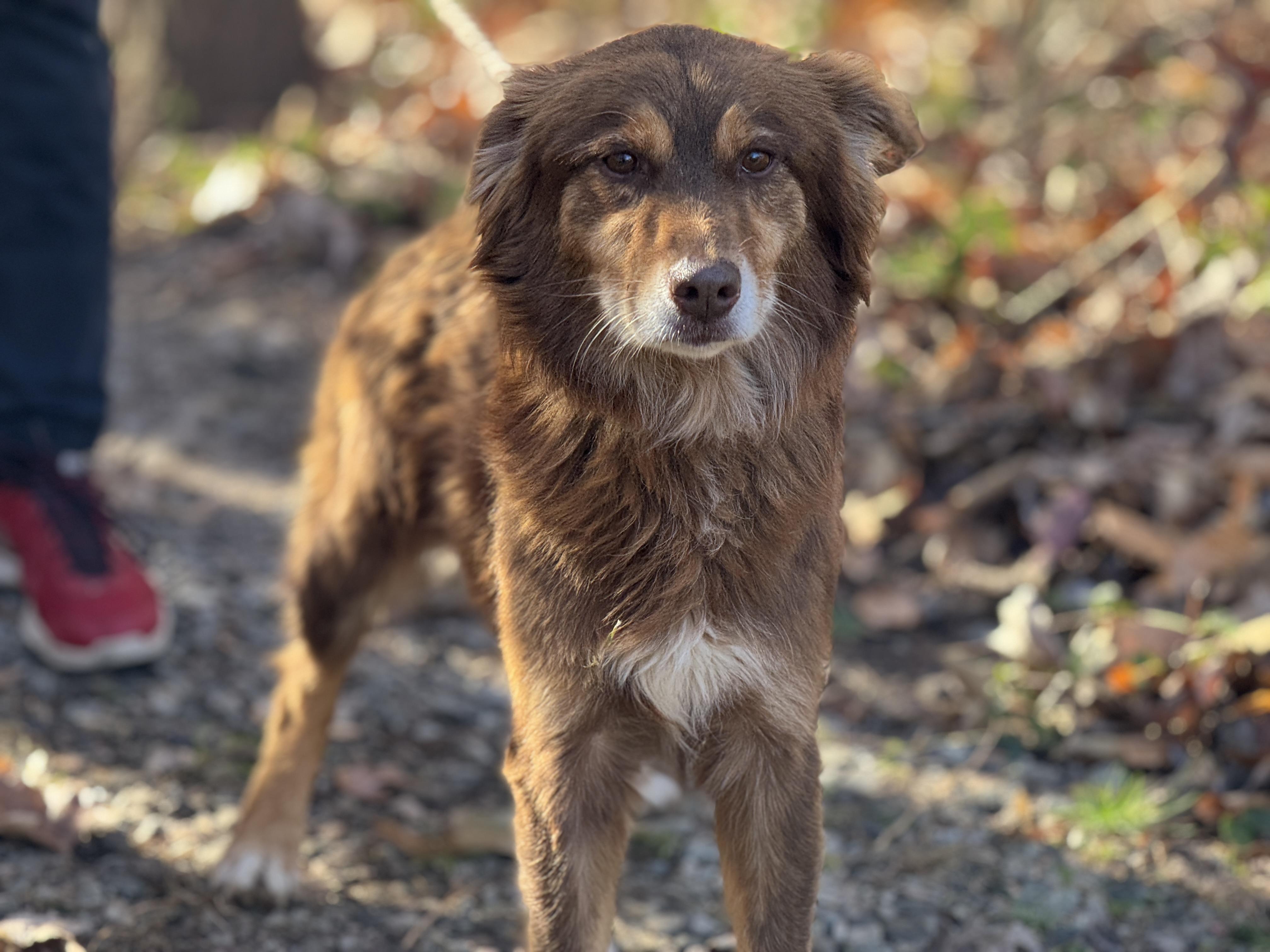 Spalding, a Adoptable Australian Shepherd in Richmond, VA image 6/6