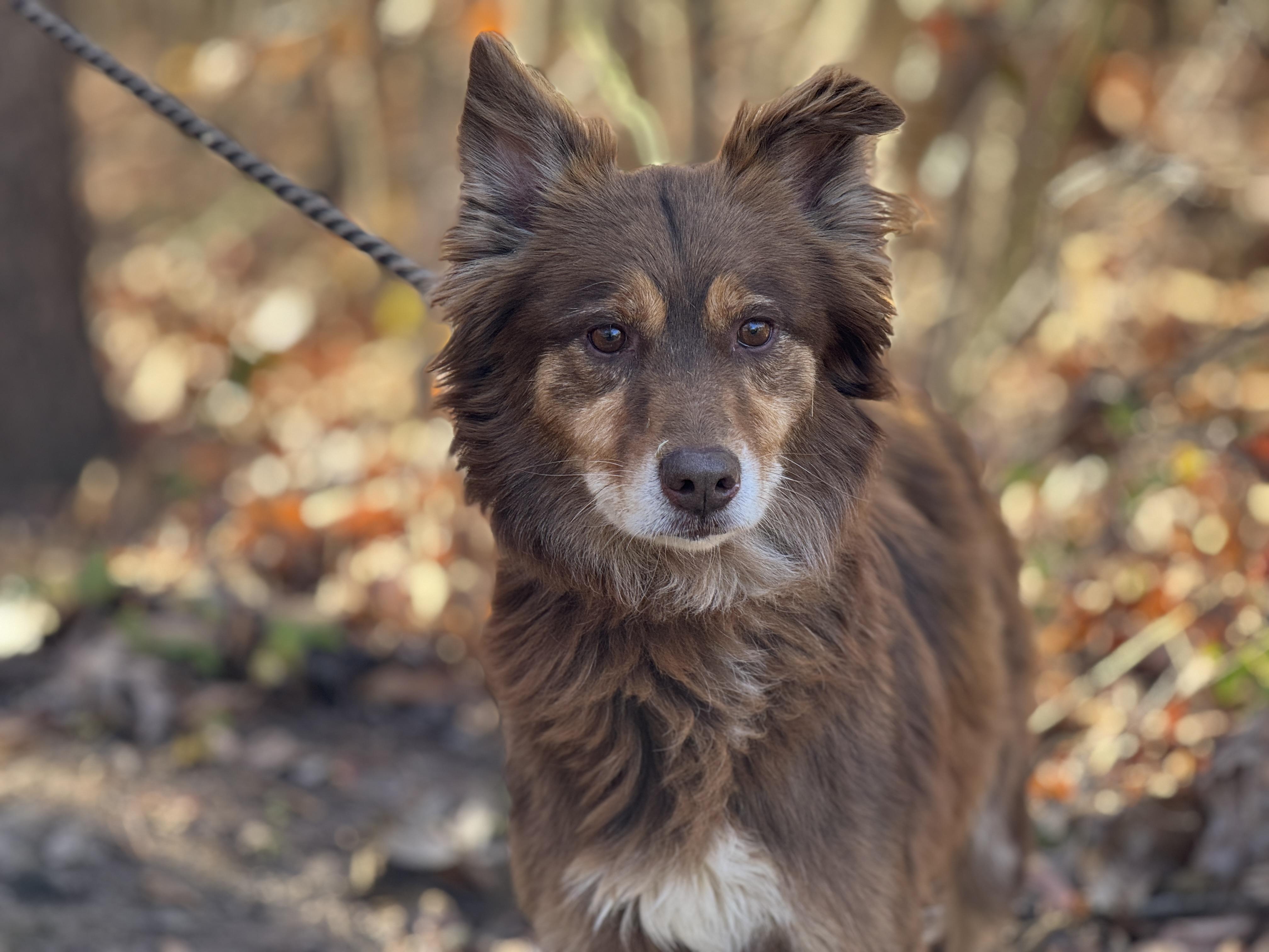 Spalding, a Adoptable Australian Shepherd in Richmond, VA image 3/6
