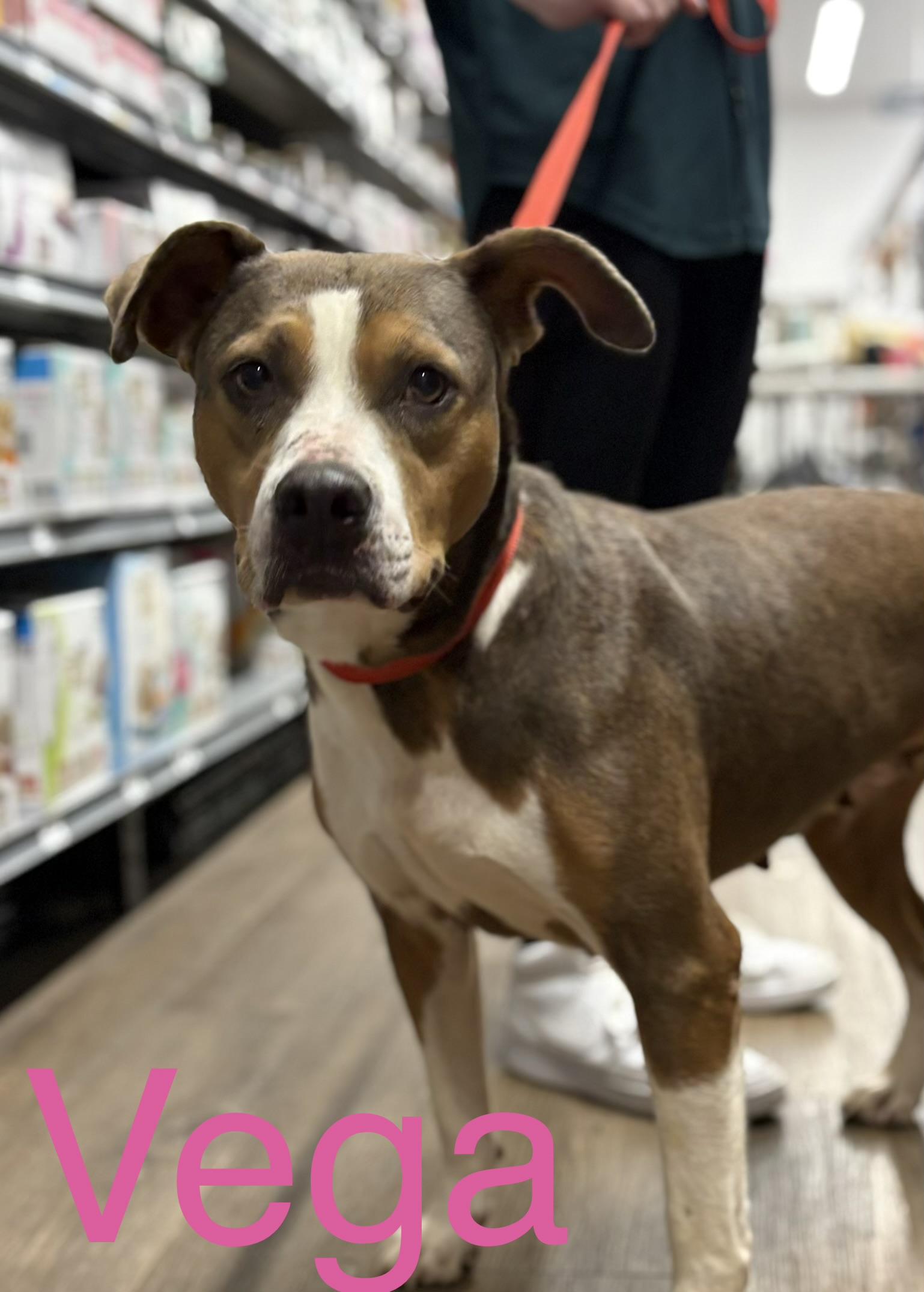 Vega, a Adoptable mixed breed in Zimmerman, MN image 2/5