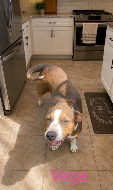 Vega, a Adoptable mixed breed in Zimmerman, MN image 4/5