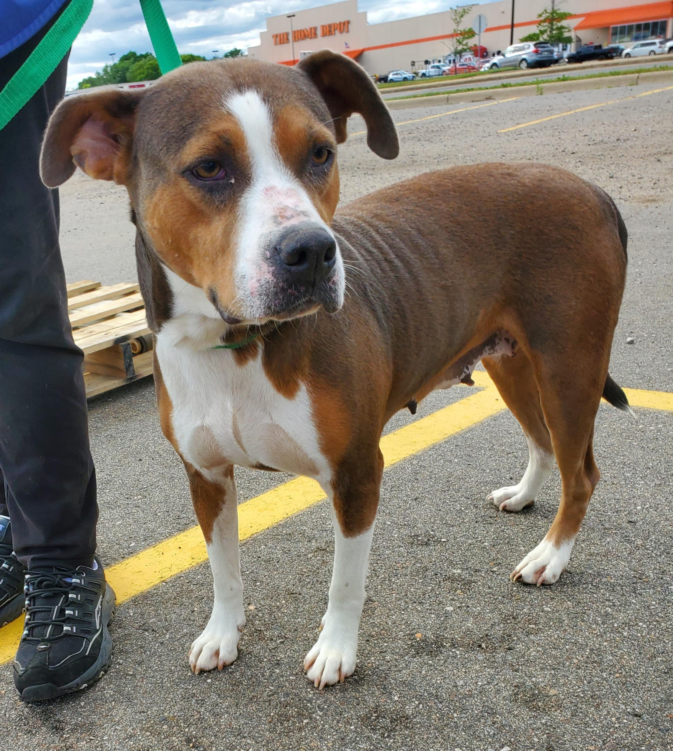 Vega, a Adoptable mixed breed in Zimmerman, MN image 5/5