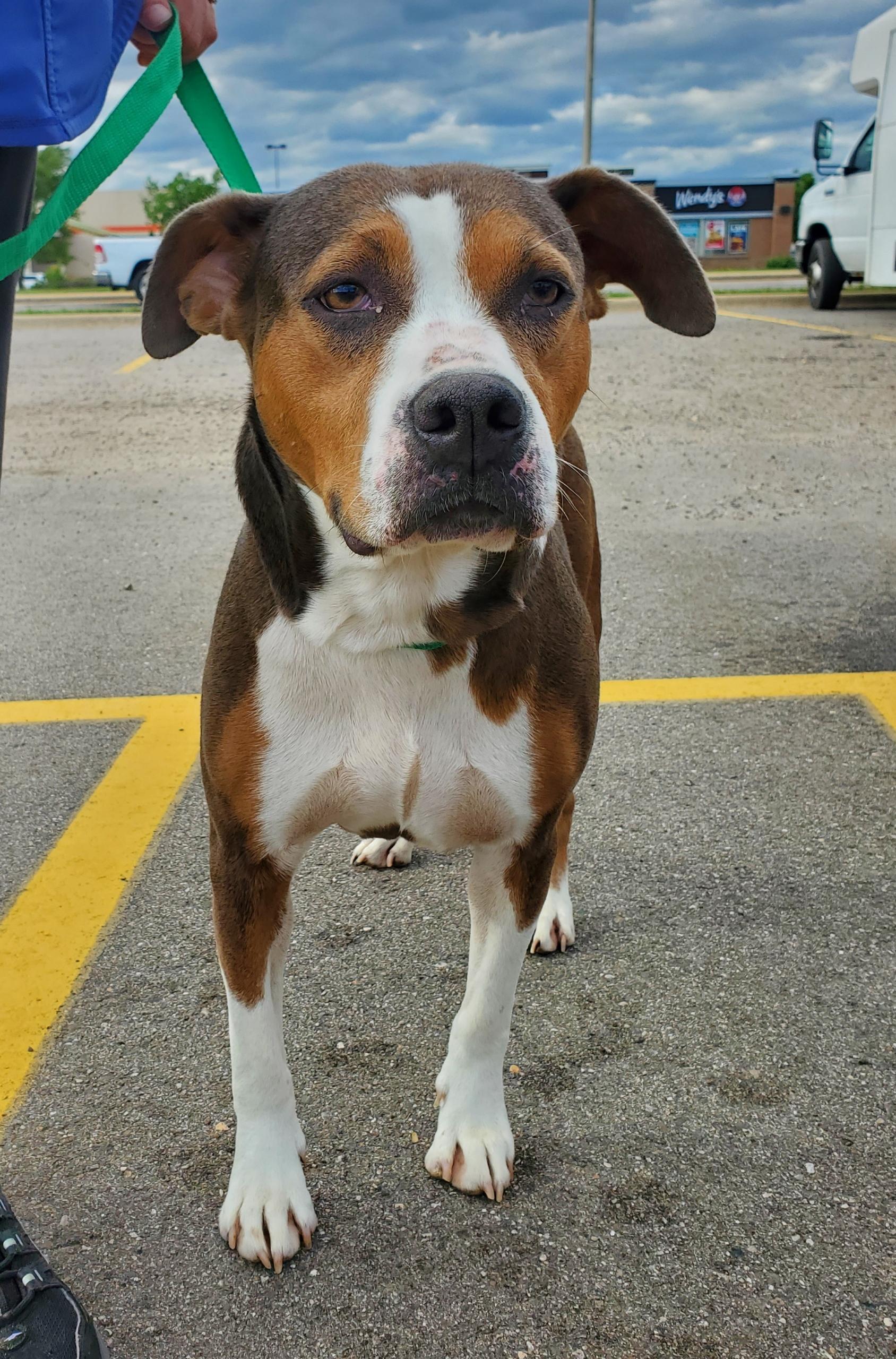 Vega, a Adoptable mixed breed in Zimmerman, MN image 3/5