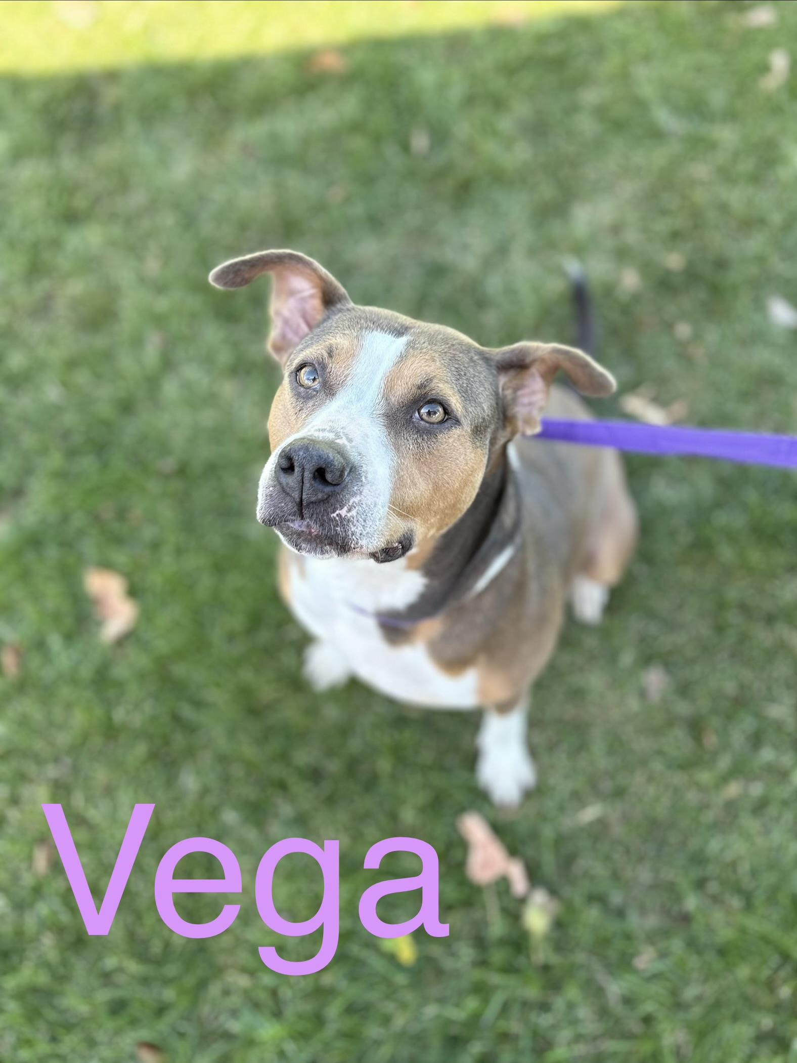 Enlarge Vega, a Adoptable mixed breed in Zimmerman, MN image 1/6