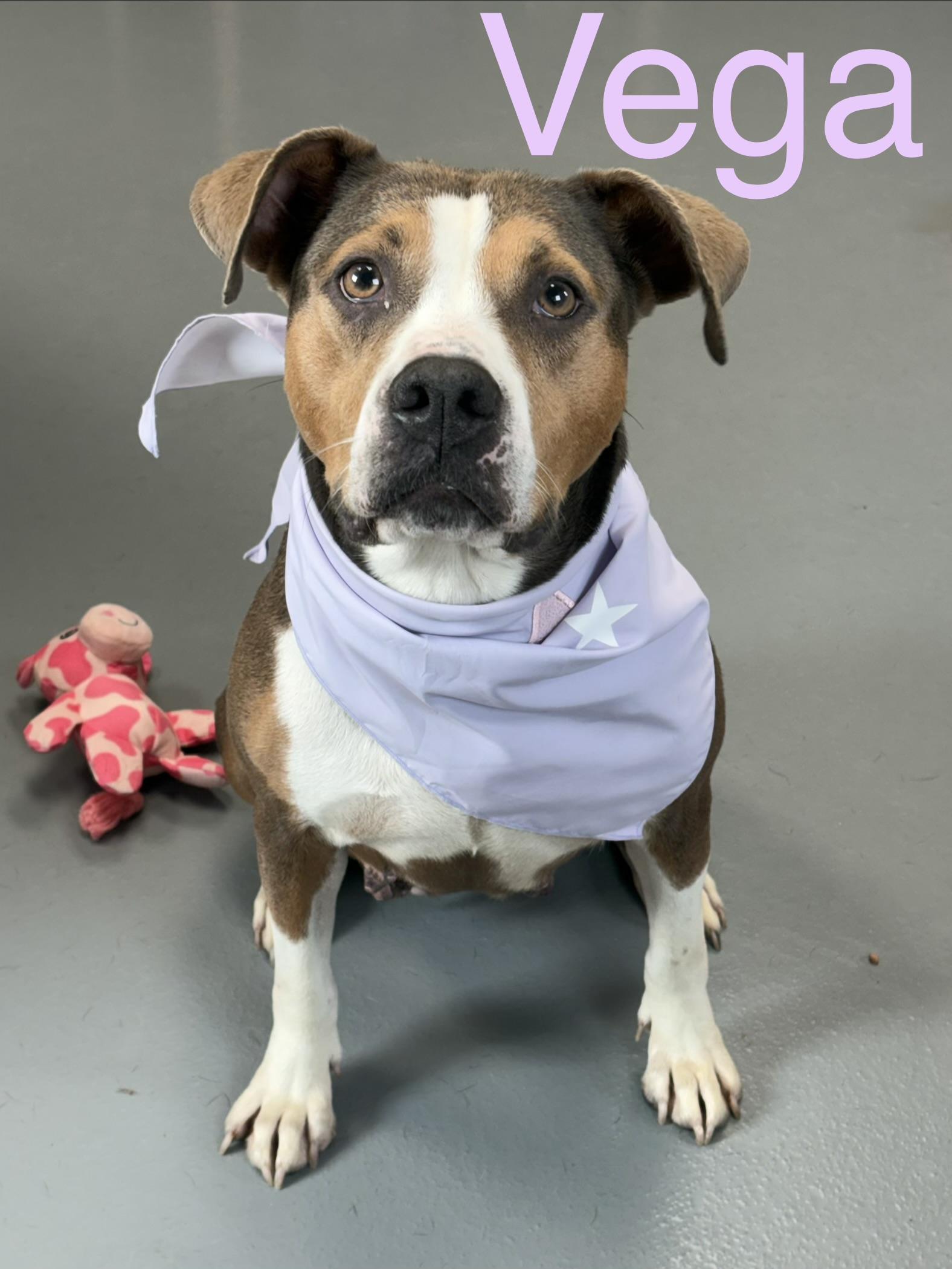 Vega, Adoptable, Adult Female Pit Bull Terrier.