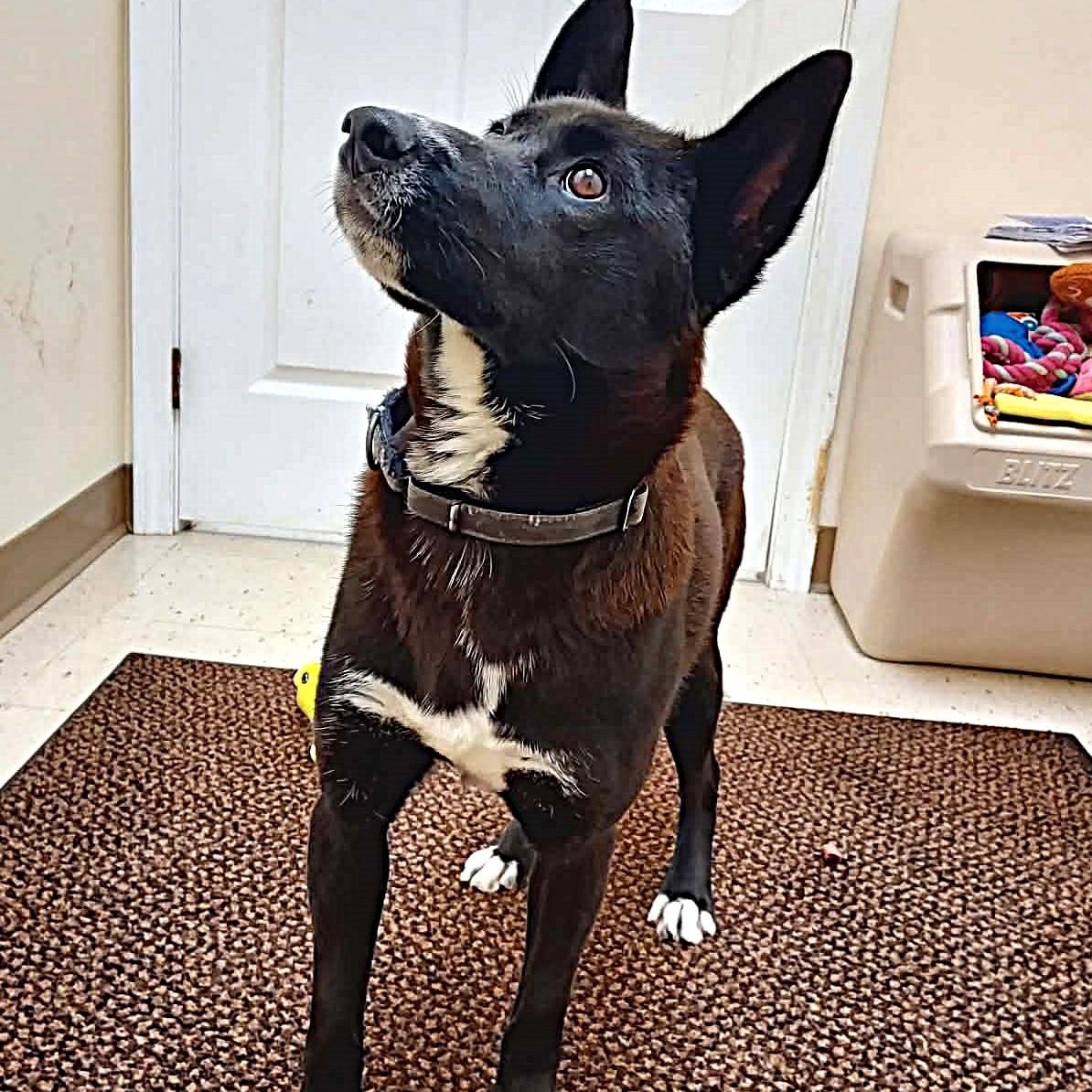 Enlarge Skipper, a ADOPTABLE mixed breed in Falls Creek, PA image 2/3