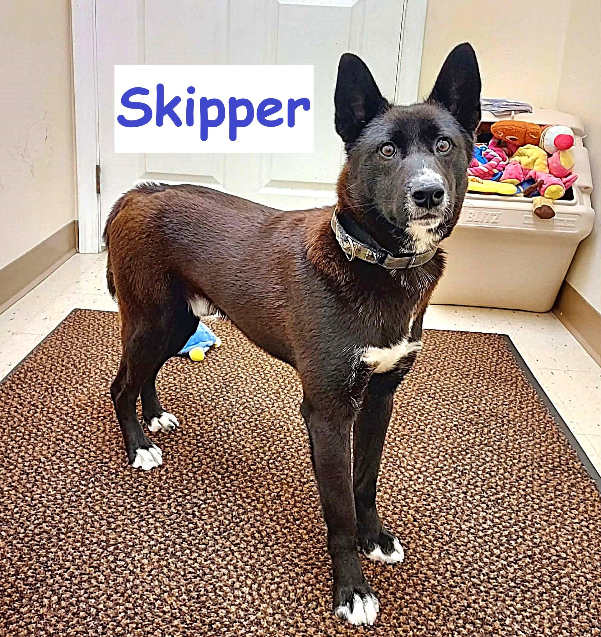Enlarge Skipper, a ADOPTABLE mixed breed in Falls Creek, PA image 3/3