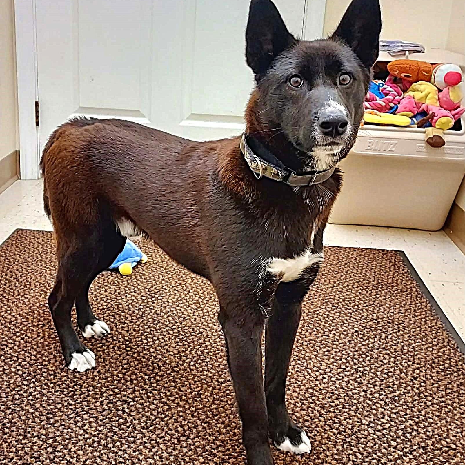 Skipper, ADOPTABLE, Young Male Shiba Inu.