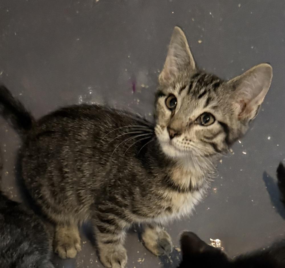 Chad, Adoptable, Young Male American Shorthair.