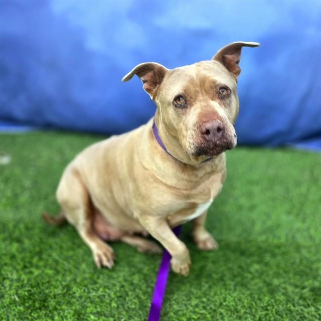 MARMALADE, Adoptable, Adult Female Pit Bull Terrier & Mixed Breed.