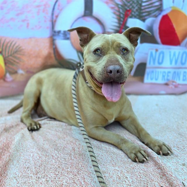 MARMALADE, Adoptable, Adult Female Pit Bull Terrier & Mixed Breed.