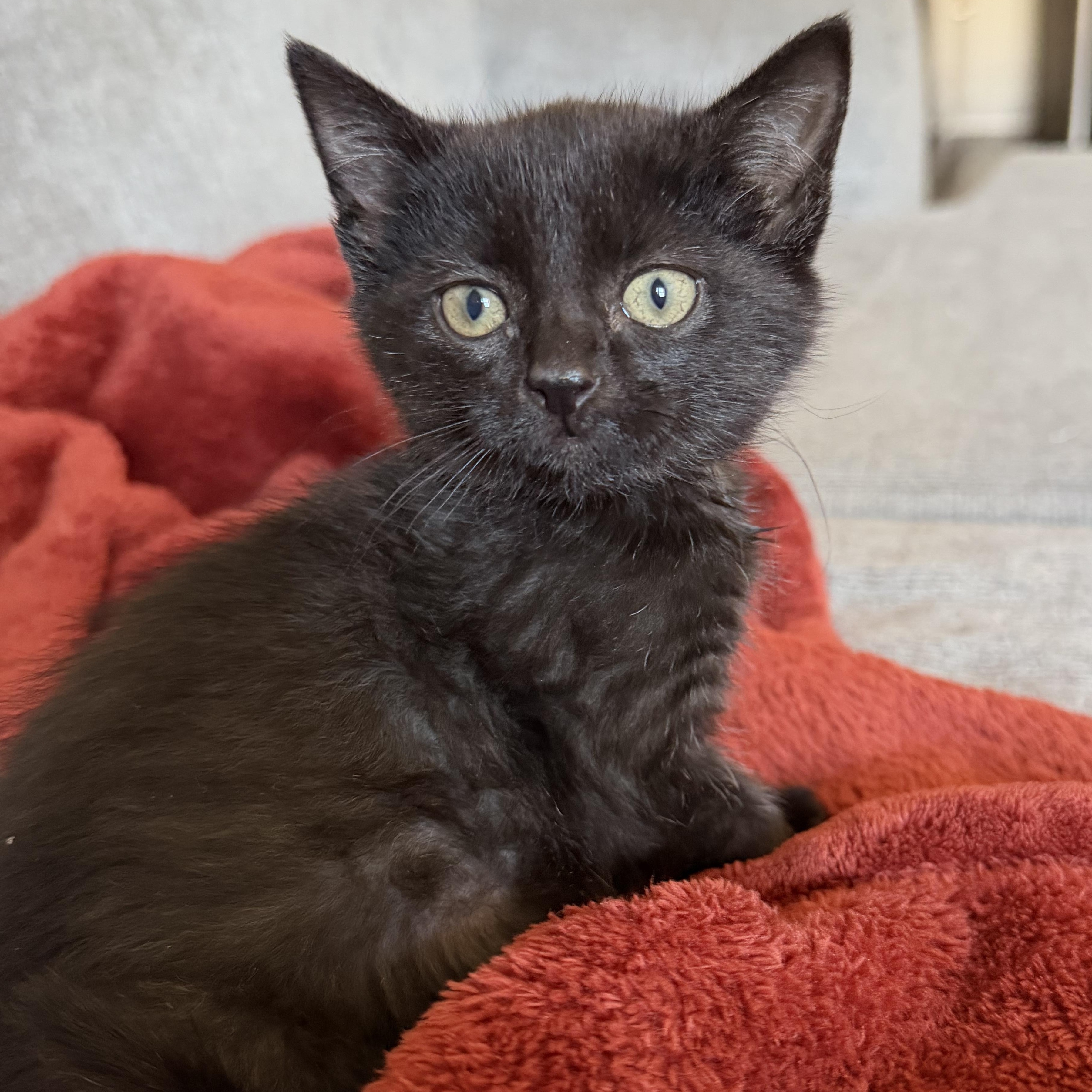 Jem, an adopted mixed breed in Germansville, PA image 3/5
