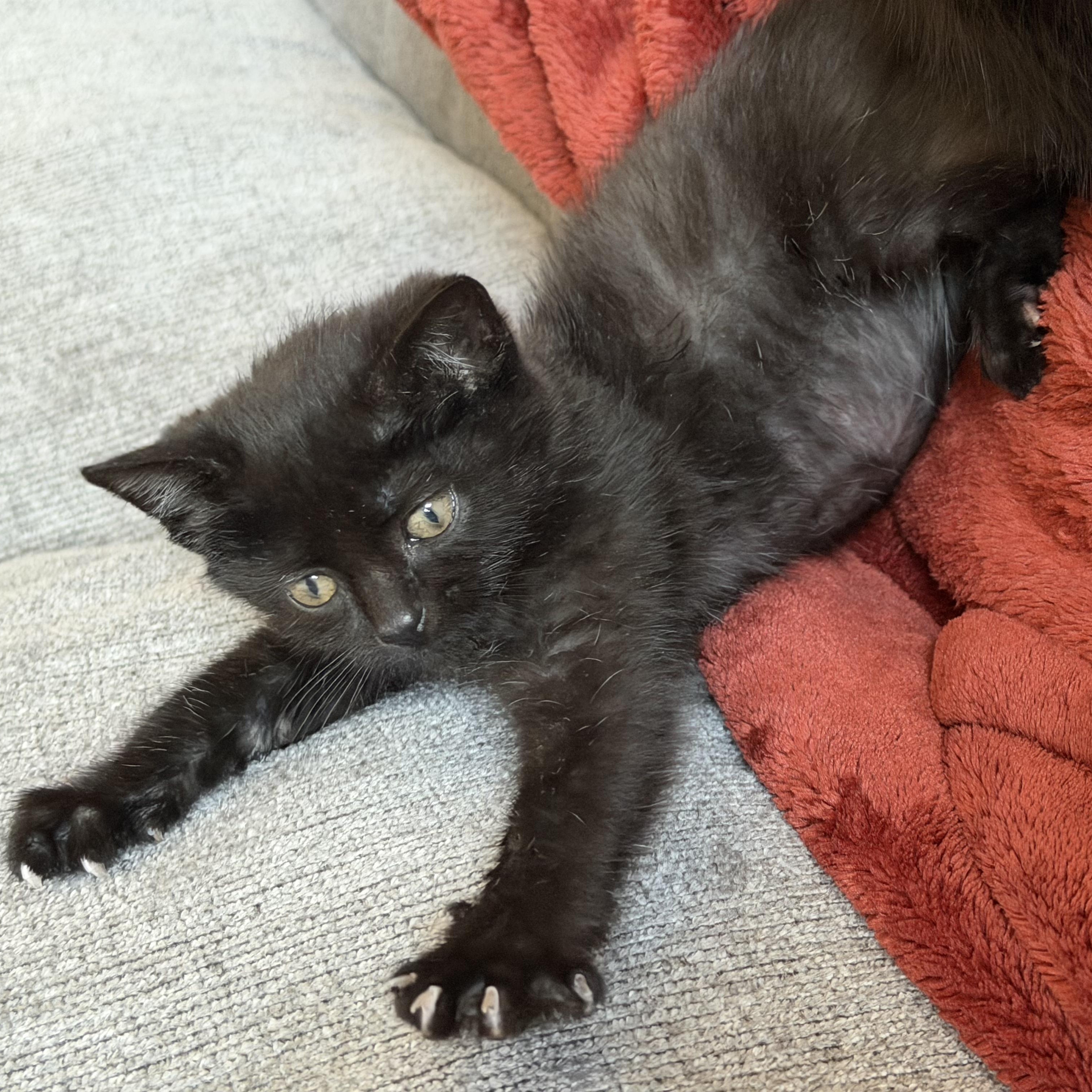 Jem, an adopted mixed breed in Germansville, PA image 5/5