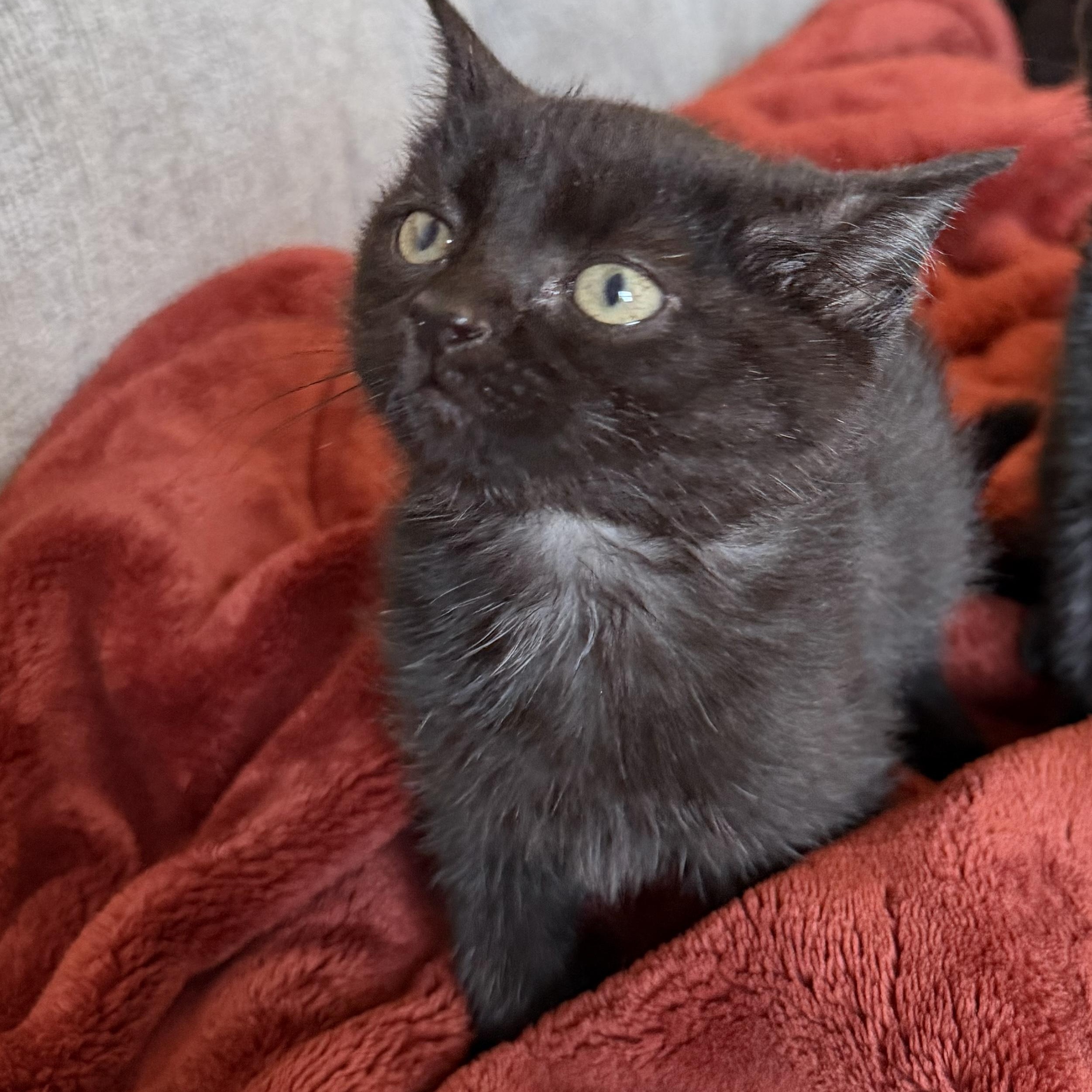 Jem, adopted, Kitten Male Domestic Short Hair.