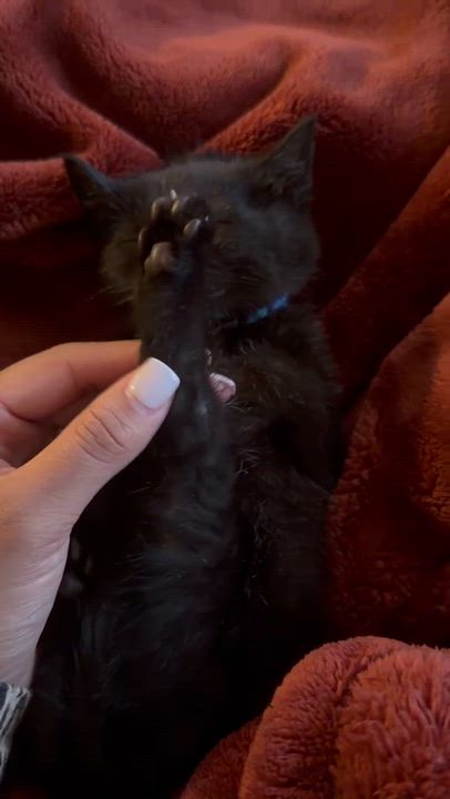 Enlarge Jem, an adopted mixed breed in Germansville, PA video 2/5