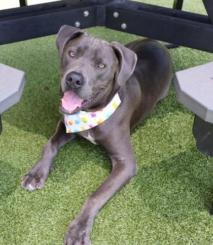 Azul, an adopted Mixed Breed in Athens, GA image 2/3
