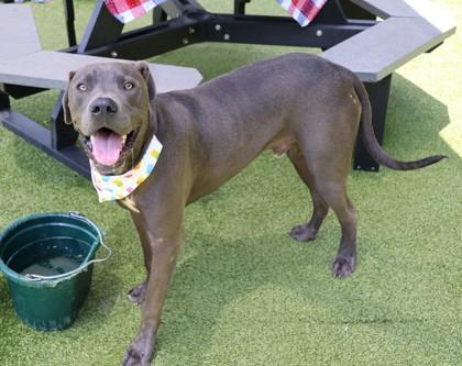 Azul, an adopted Mixed Breed in Athens, GA image 1/3