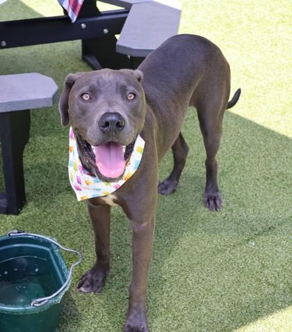 Azul, an adopted Mixed Breed in Athens, GA image 3/3