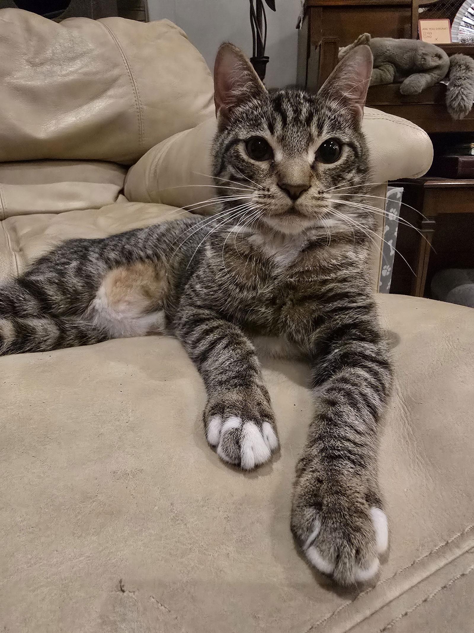 Roadie, Adoptable, Kitten Male Domestic Short Hair & Tabby.