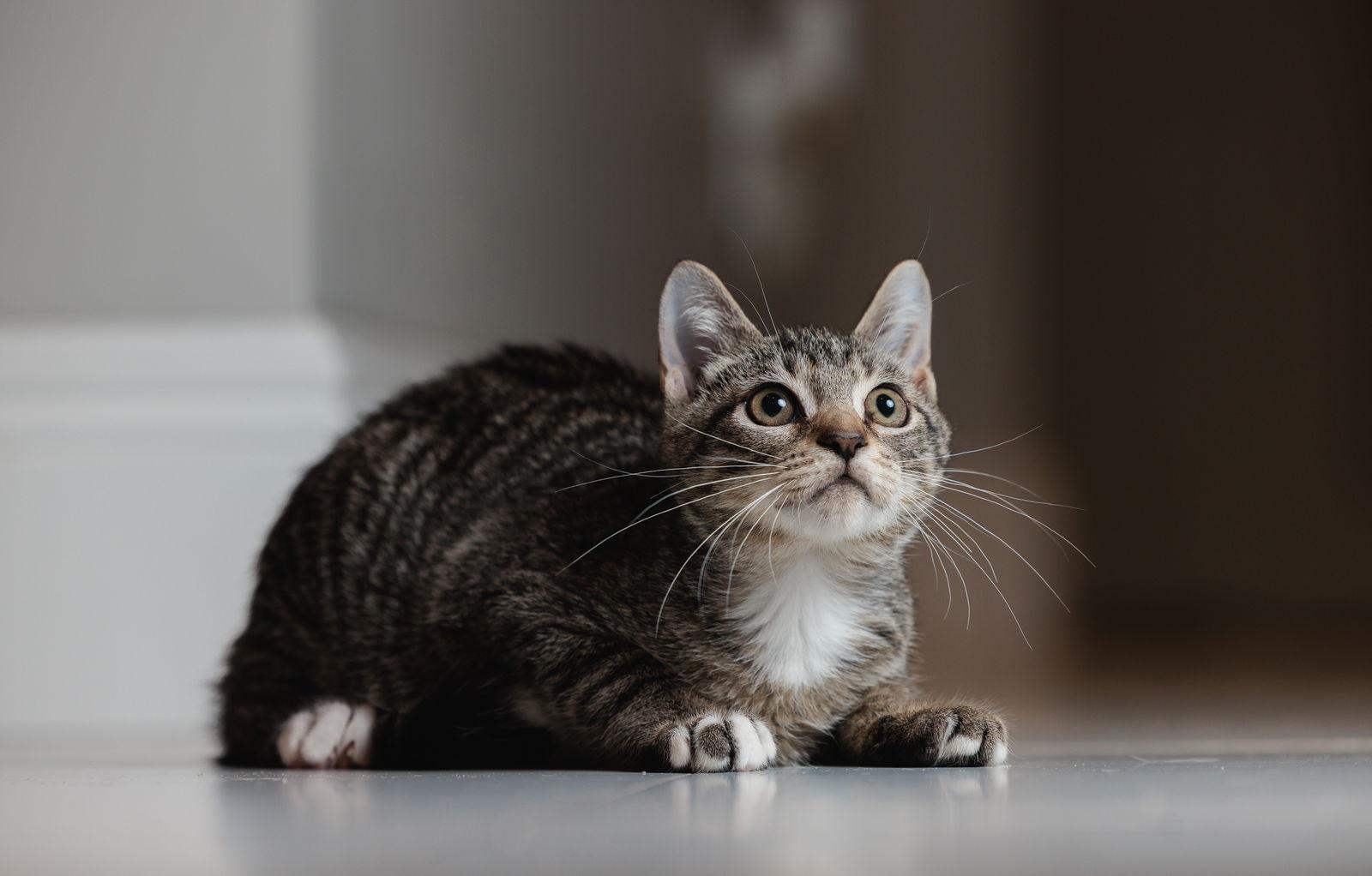 Enlarge Roadie, a Adoptable mixed breed in Lighthouse Point, FL image 2/3