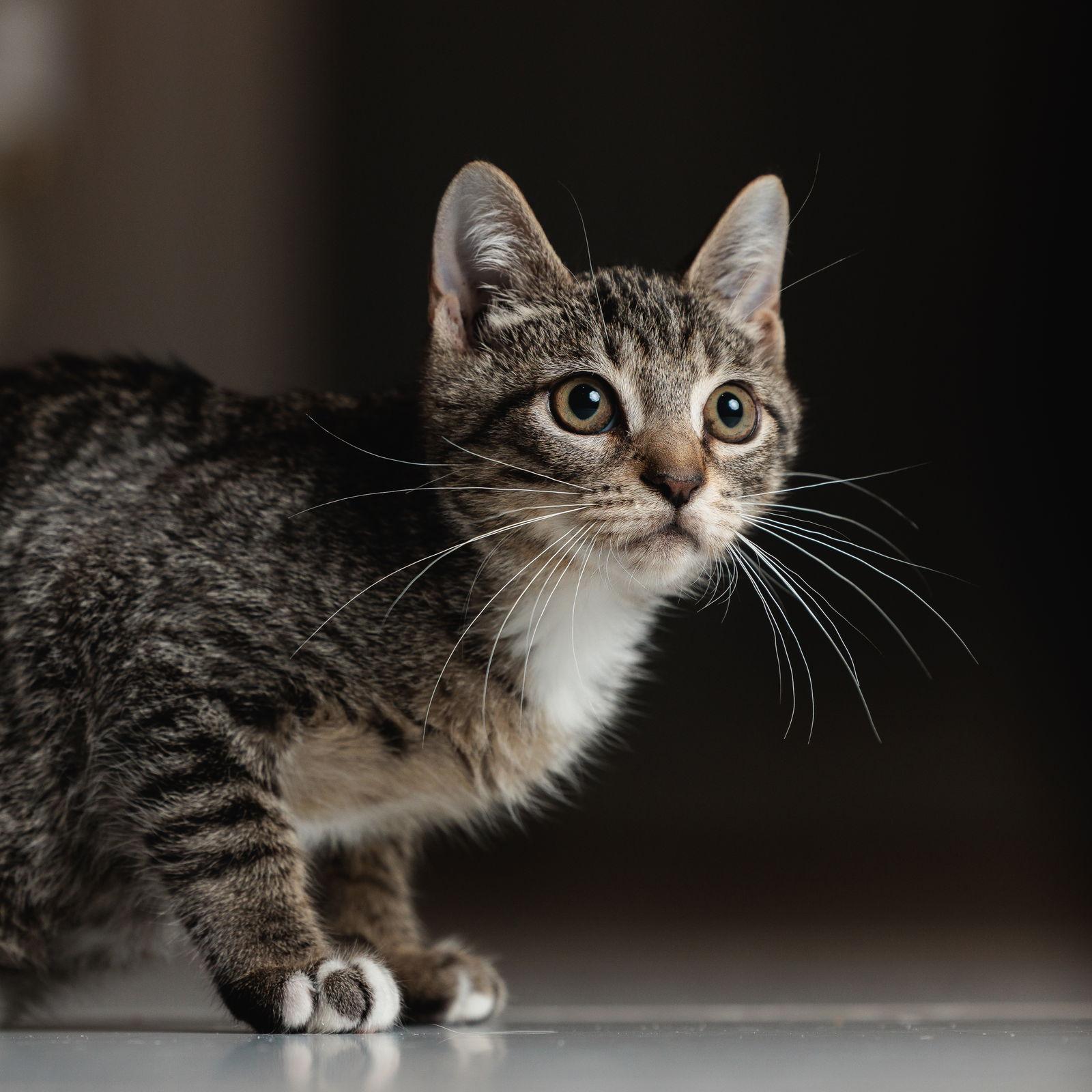 Enlarge Roadie, a Adoptable mixed breed in Lighthouse Point, FL image 3/3