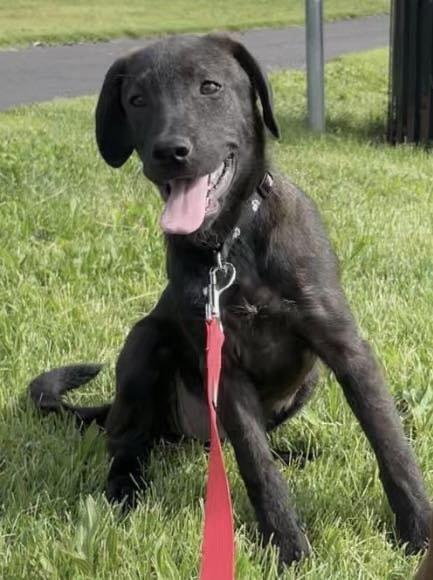 Joy, Adopted, Young Female Black Labrador Retriever.