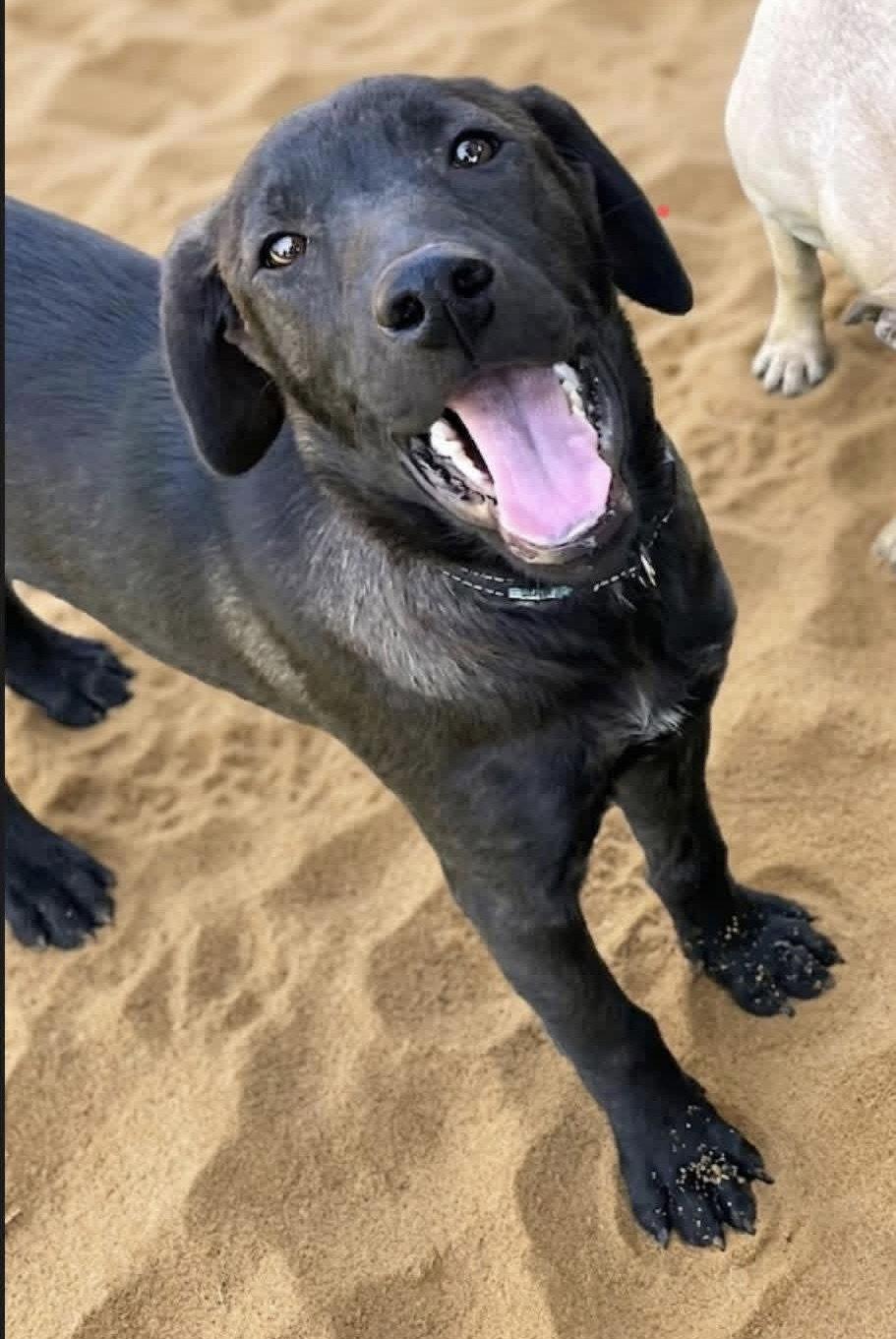 Enlarge Joy, a Adopted Black Labrador Retriever in Blackwood, NJ image 2/3