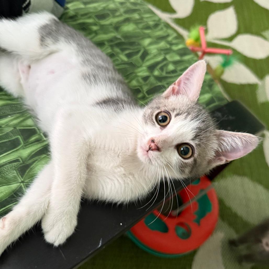 Honor, a Adoptable Domestic Short Hair in Playa Vista, CA image 1/2