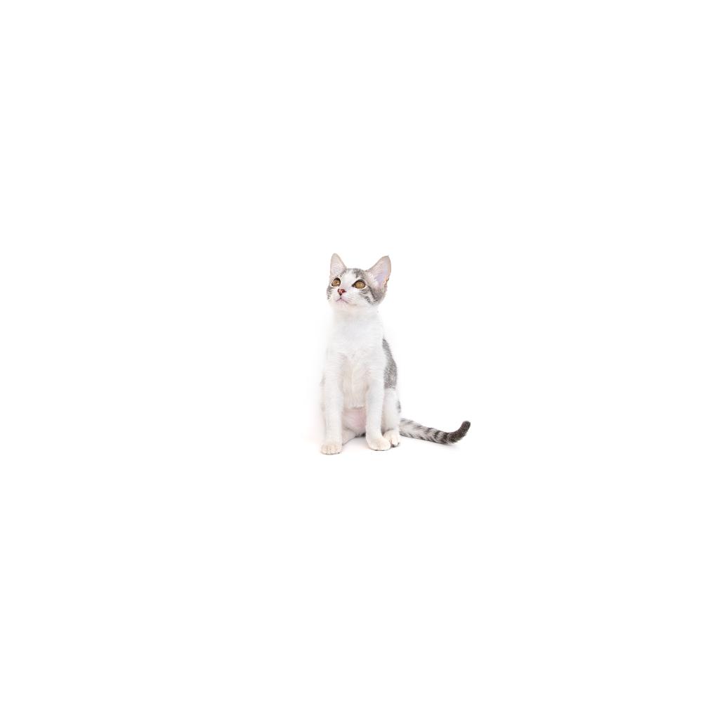 Honor, a Adoptable Domestic Short Hair in Playa Vista, CA image 2/2
