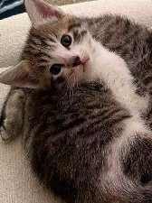 CAYLEA, ADOPTABLE, Kitten Female Domestic Short Hair.