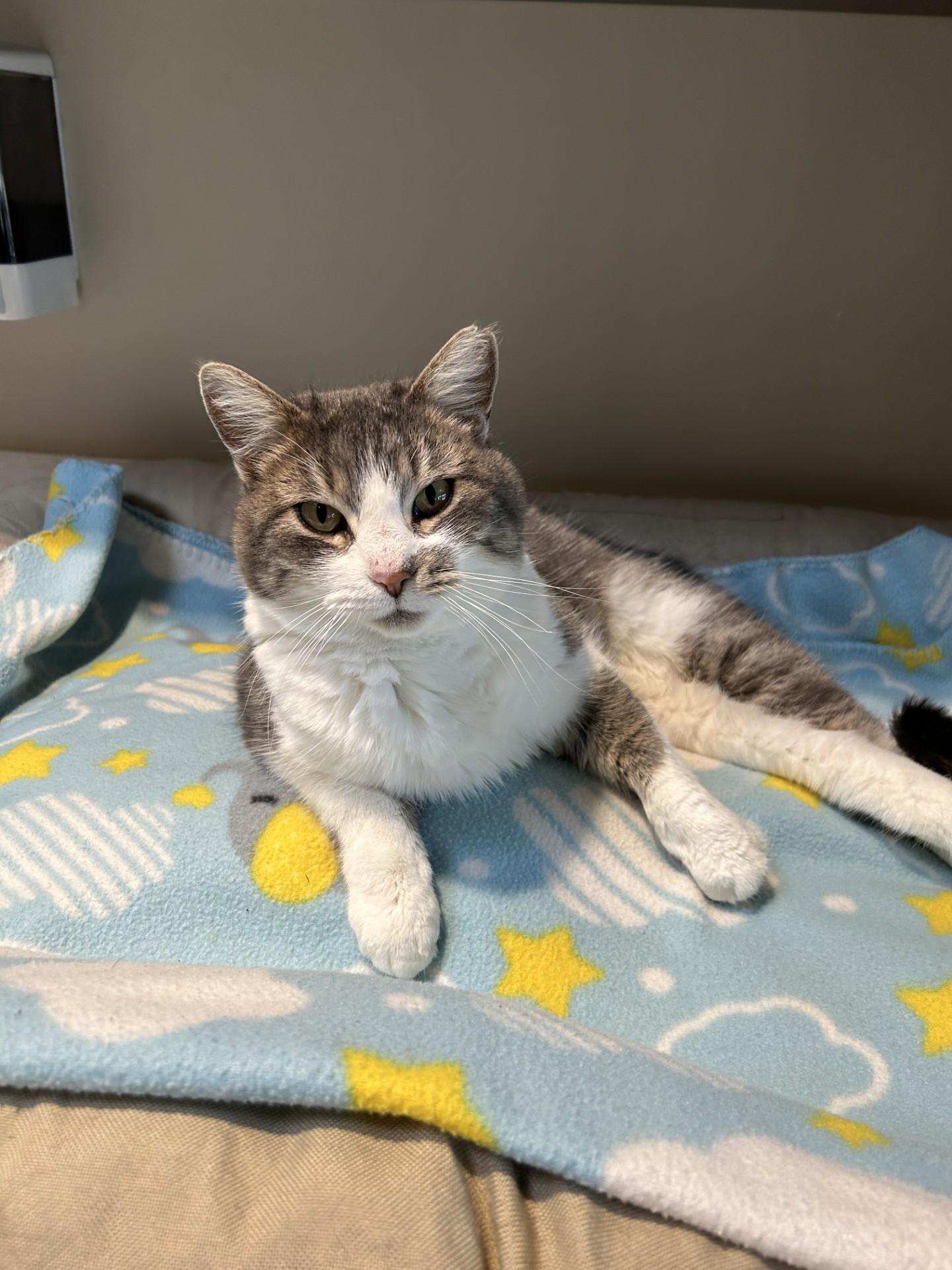 Enlarge Crissy, a ADOPTABLE Domestic Short Hair in Hamilton, MT image 2/4