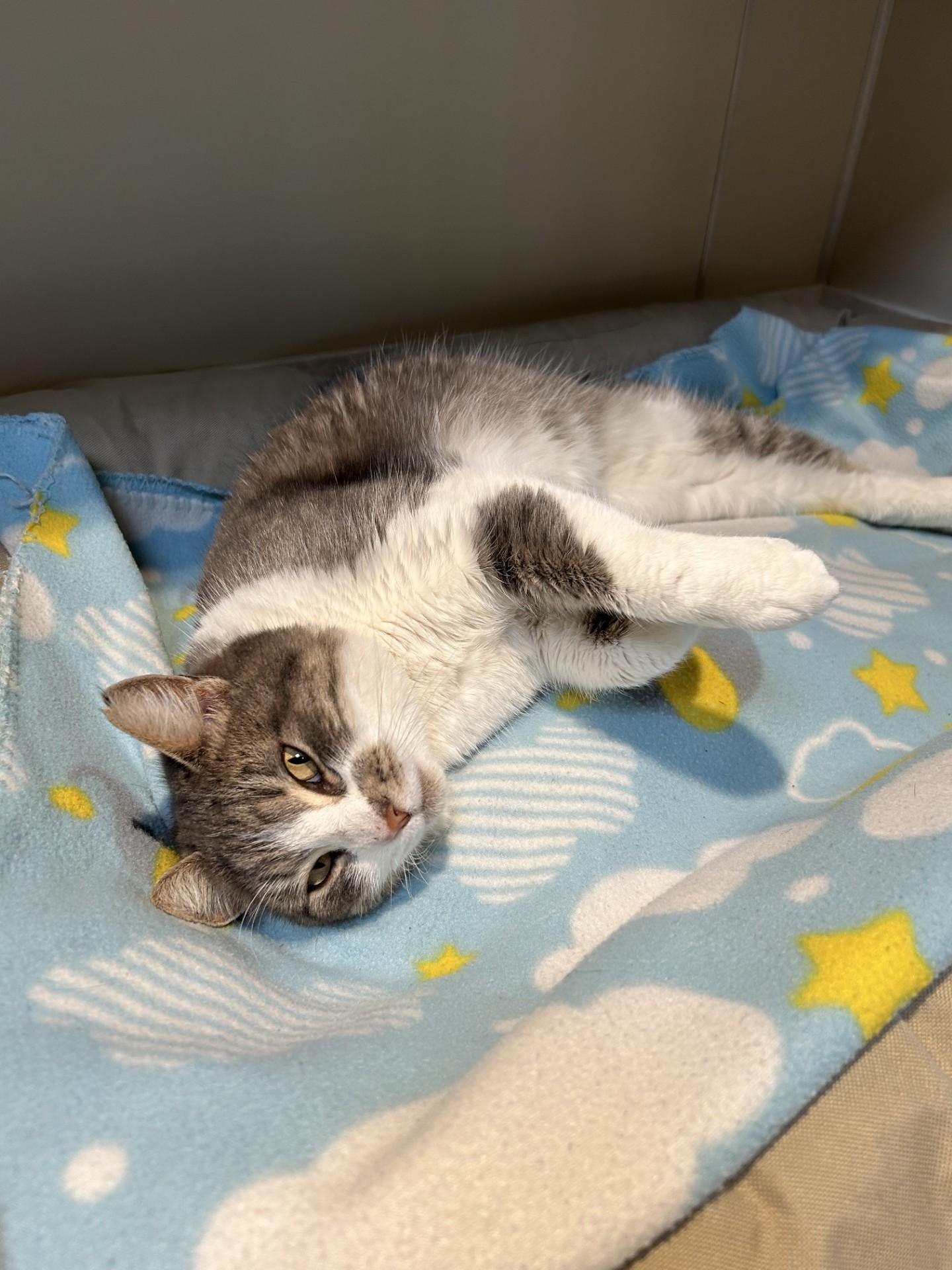 Enlarge Crissy, a ADOPTABLE Domestic Short Hair in Hamilton, MT image 3/4