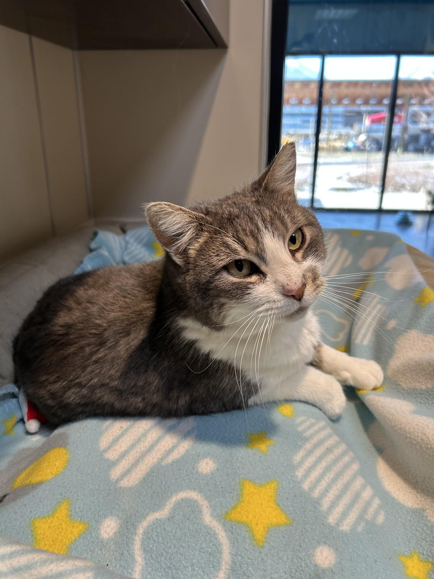 Enlarge Crissy, a ADOPTABLE Domestic Short Hair in Hamilton, MT image 4/4