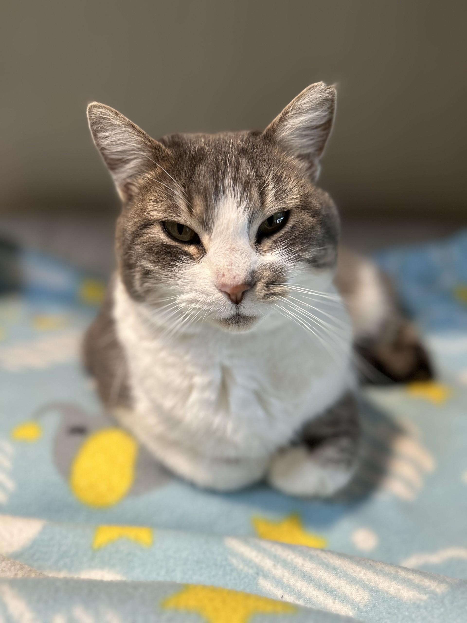 Crissy, ADOPTABLE, Adult Female Domestic Short Hair.