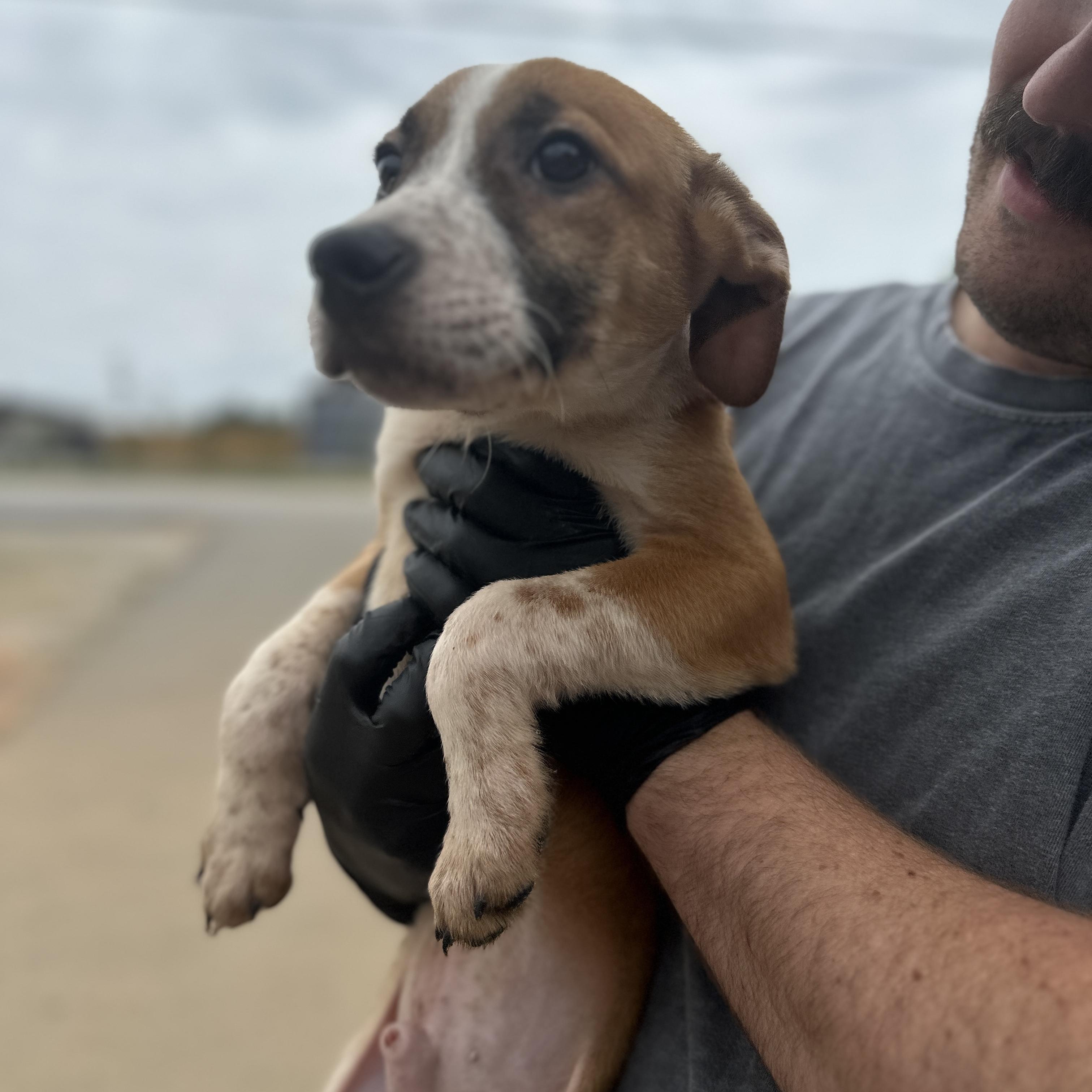Enlarge Choker, a Adoptable mixed breed in Columbia, SC image 2/3