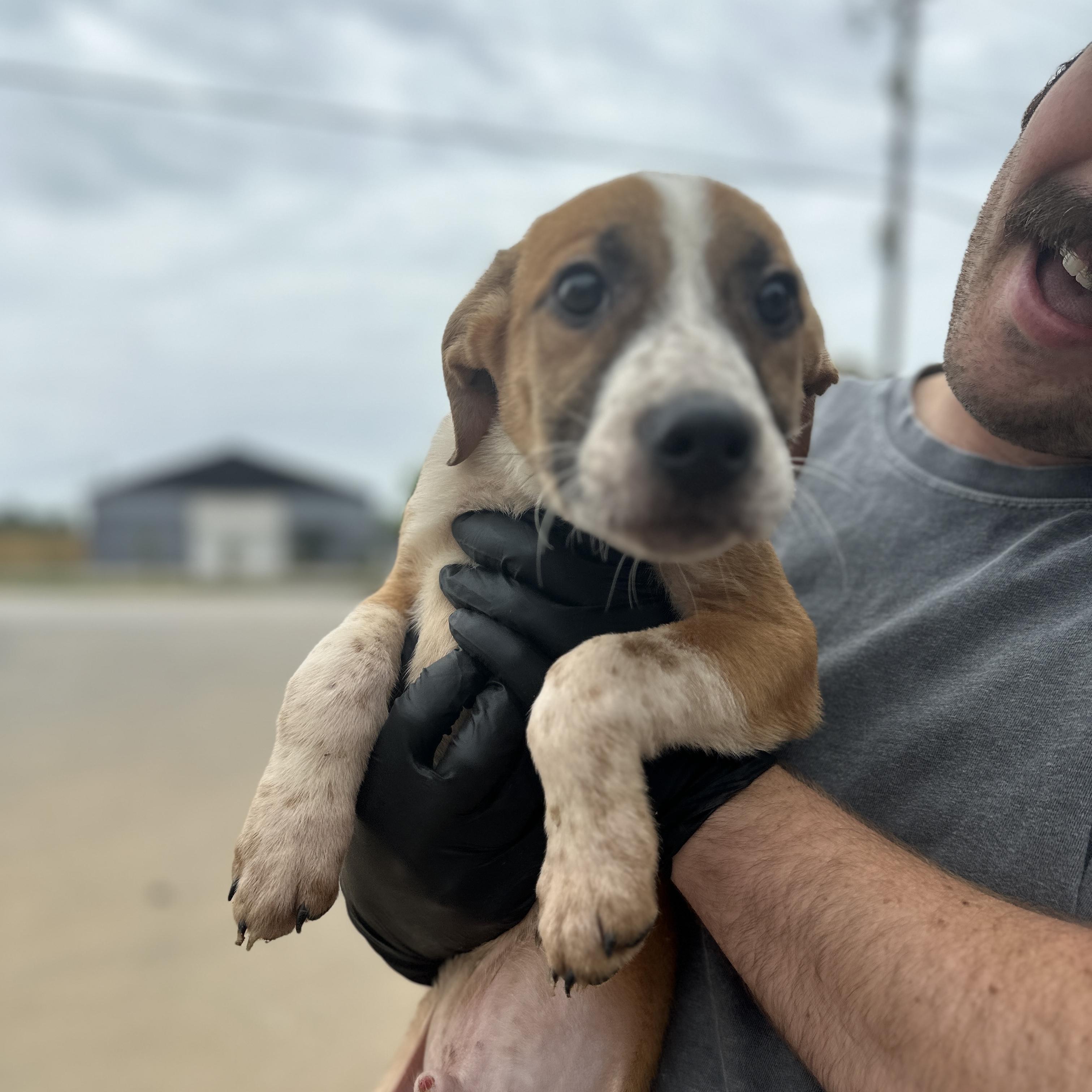 Enlarge Choker, a Adoptable mixed breed in Columbia, SC image 3/3