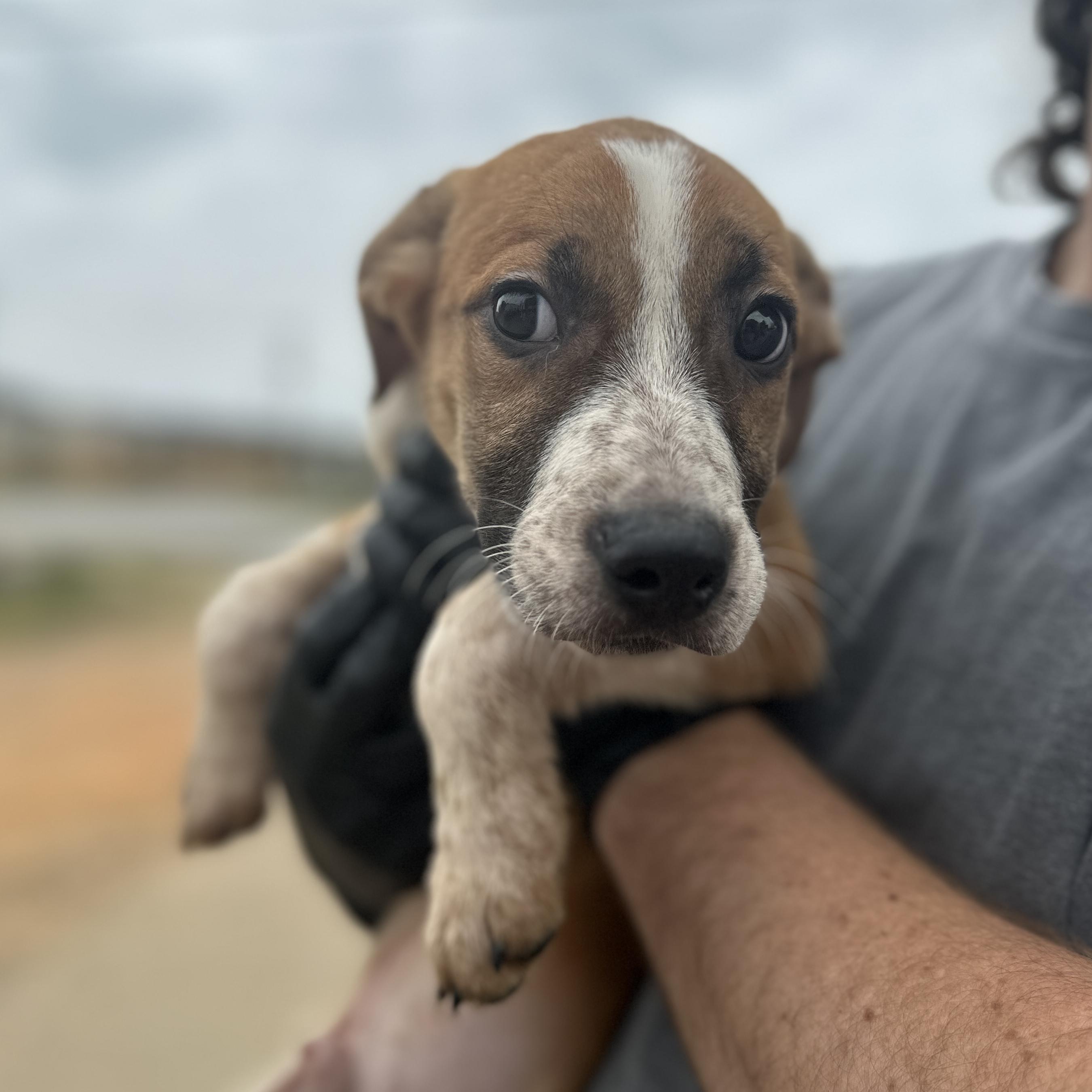 Enlarge Choker, a Adoptable mixed breed in Columbia, SC image 1/3