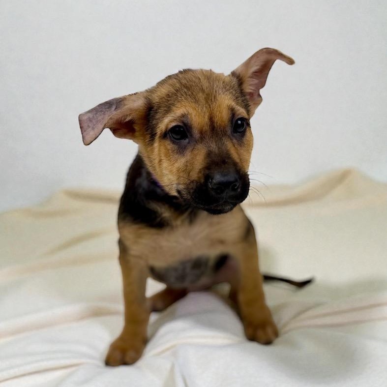Enlarge Currant, a ADOPTABLE mixed breed in Bellevue, WA image 4/5