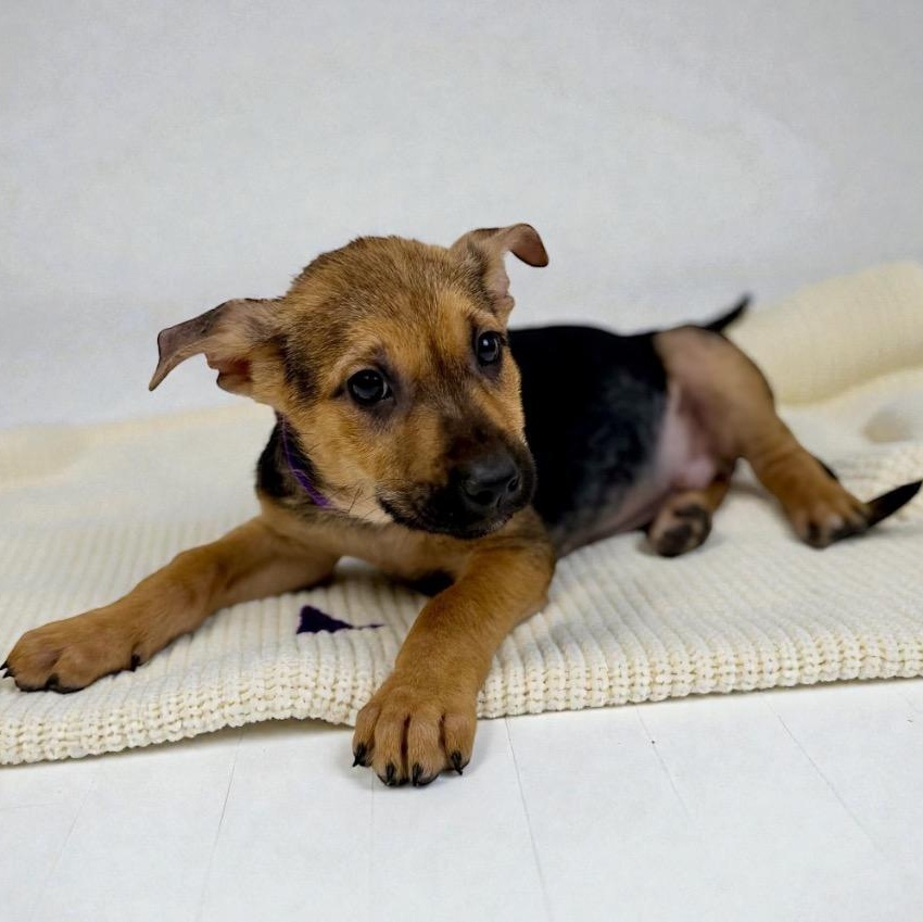 Enlarge Currant, a ADOPTABLE mixed breed in Bellevue, WA image 2/5