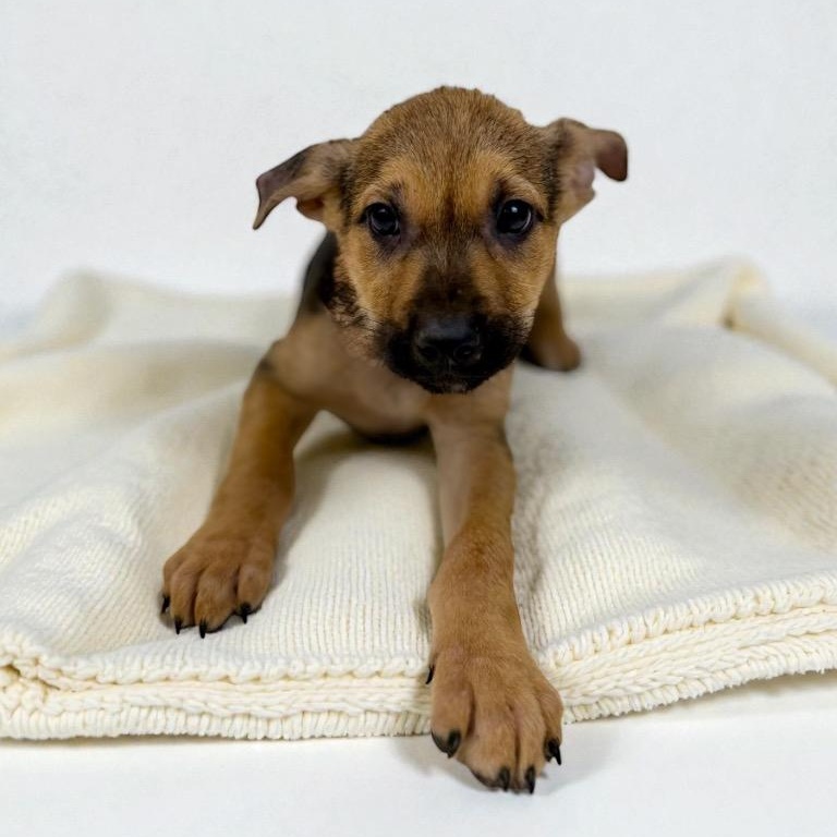 Enlarge Currant, a ADOPTABLE mixed breed in Bellevue, WA image 1/5