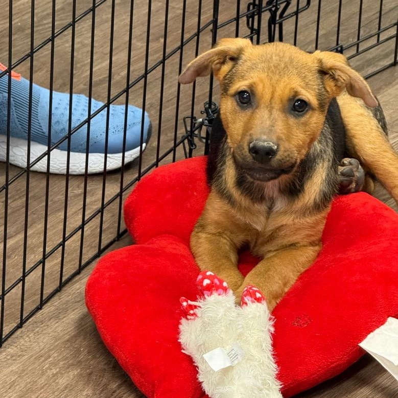 Enlarge Currant, a ADOPTABLE mixed breed in Bellevue, WA image 3/5