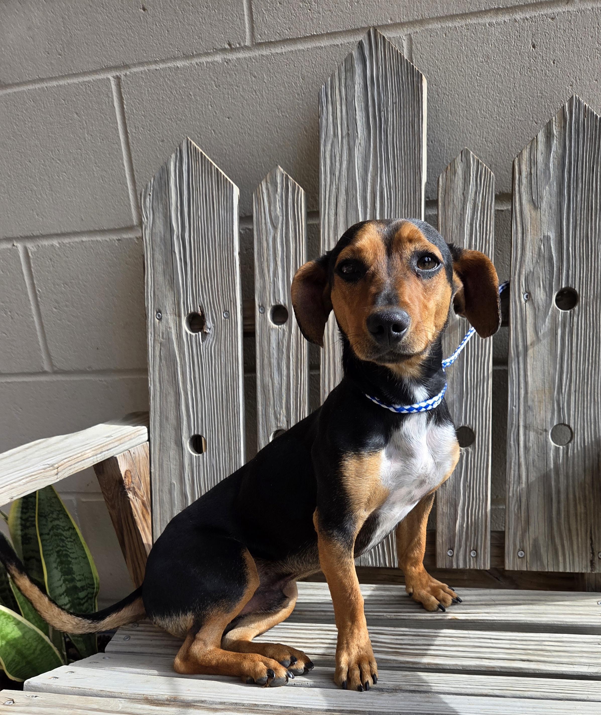 Enlarge Crash, an adopted mixed breed in Parsons, KS image 1/1