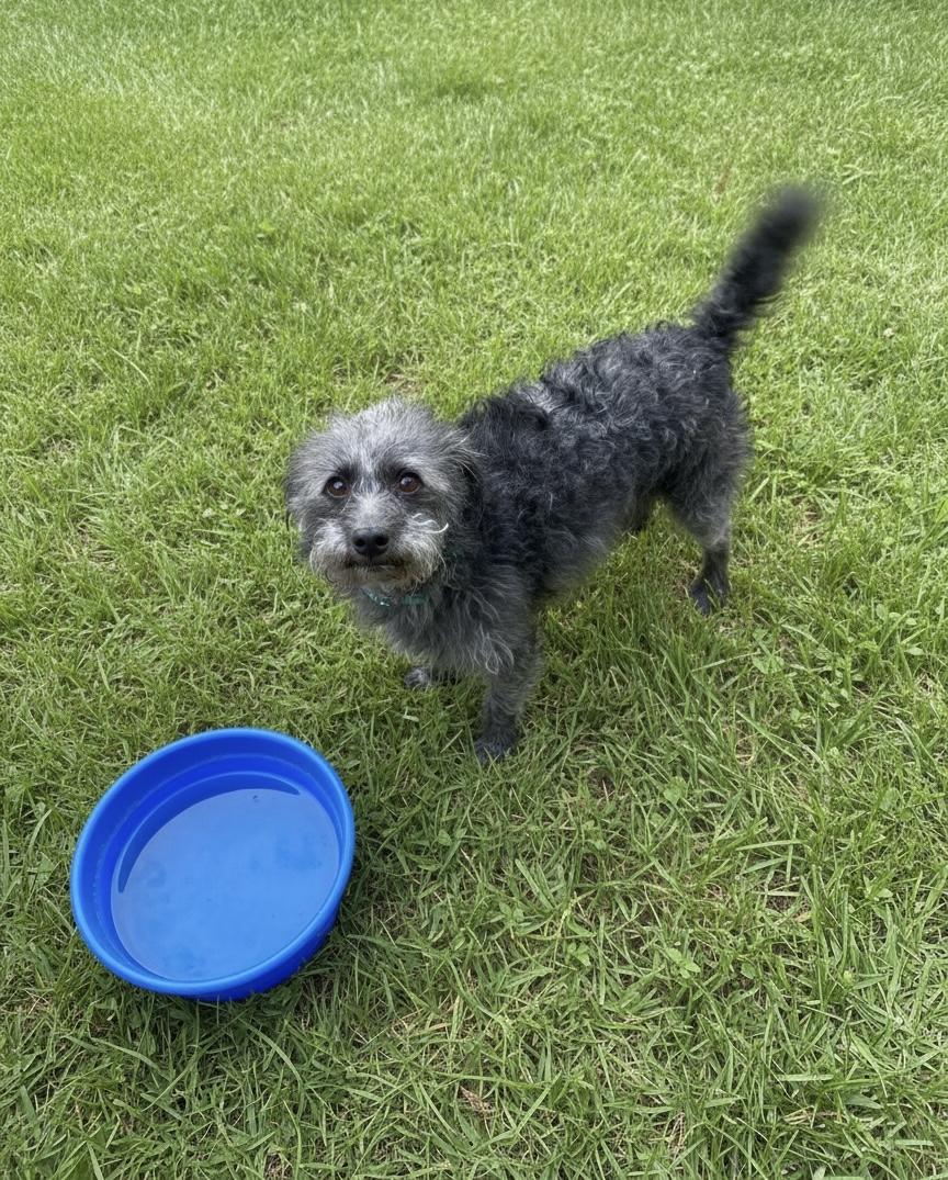 Enlarge SCOUT , an adopted mixed breed in Yuba city, CA image 1/1