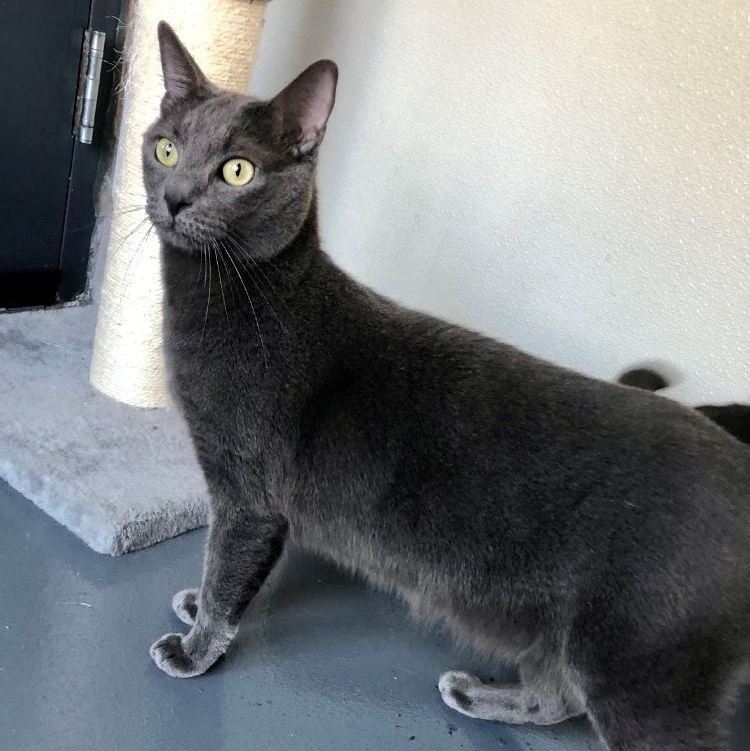 Enlarge Slate, a Adoptable Domestic Short Hair in Lodi, CA image 3/3