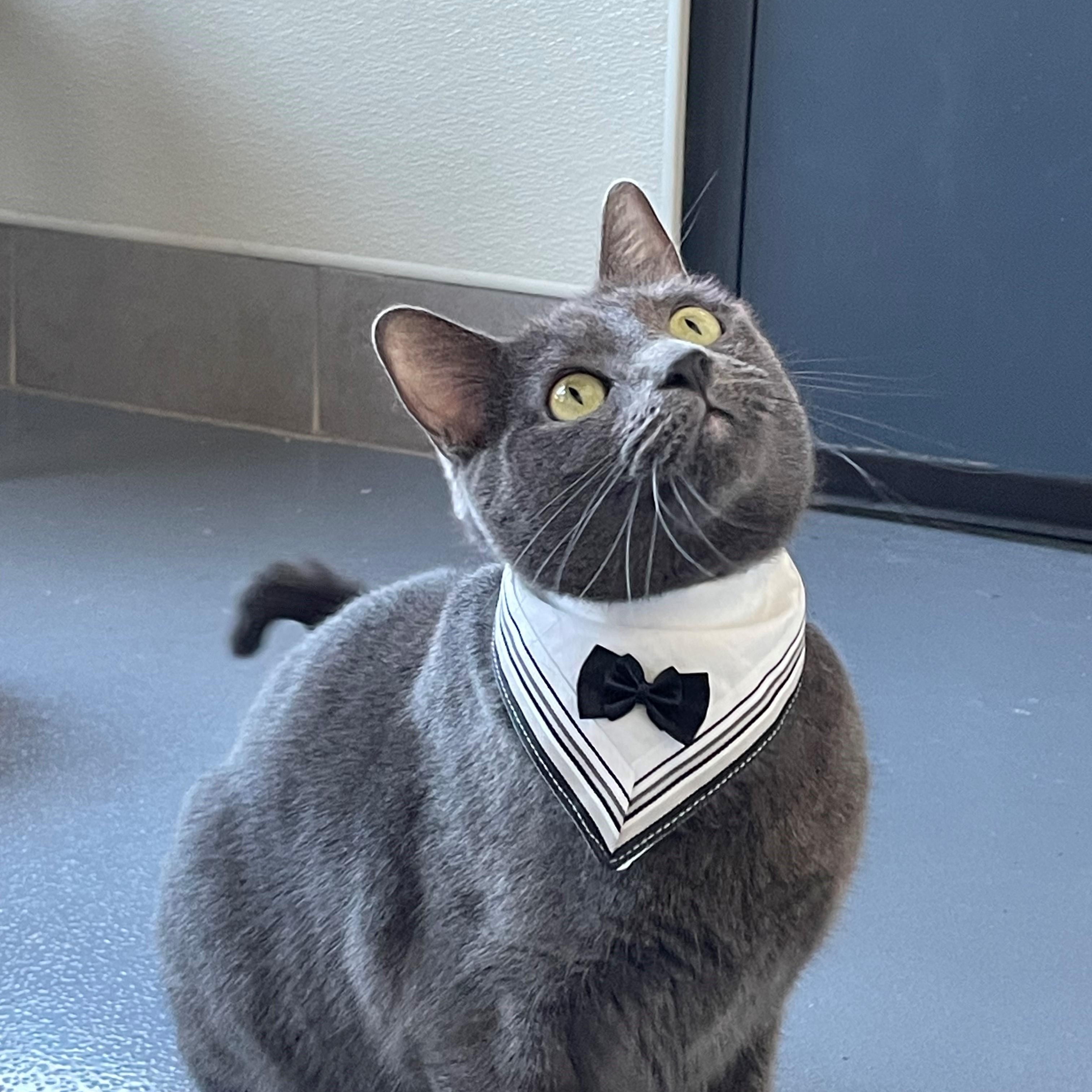 Enlarge Slate, a Adoptable Domestic Short Hair in Lodi, CA image 1/3