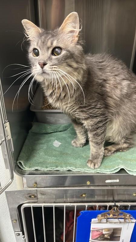 Enlarge MAMA KITTY, a Adoptable Domestic Long Hair in Burgaw, NC image 1/1