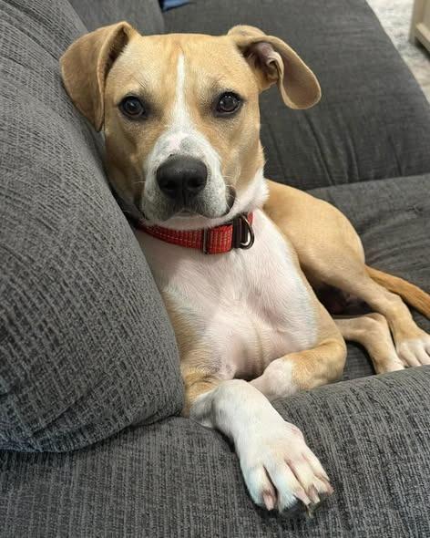 Enlarge Tempo, a Adoptable Pit Bull Terrier in Lexington, KY image 2/3