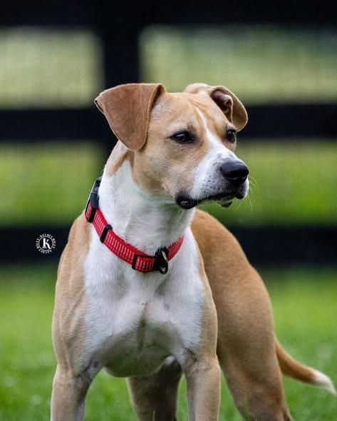 Enlarge Tempo, a Adoptable Pit Bull Terrier in Lexington, KY image 3/3